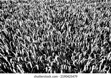 Grunge texture of the image of ripe ears. Black and white image of wheat ears. Vector illustration. Overlay template.