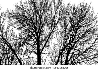 Grunge texture of trees without leaves on the sky background. The bare branches of the trees. Vector illustration. Overlay template.