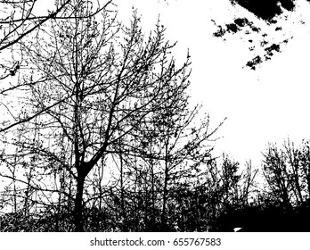 Grunge textured tree silhouette. Black and white vector illustration. Urban design. Design element for print, banners, advertising