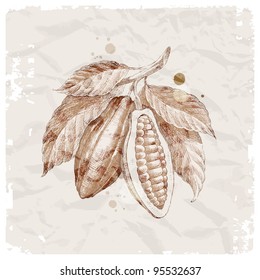 Grunge vector illustration - hand drawn cocoa beans on branch