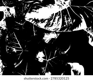 Grunge vector illustration of overlapping tropical taro leaves. Silhouette black and white high contrast graphic element showing detailed colocasia foliage pattern.