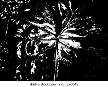 Grunge vector illustration of a taro leaf surface texture. Silhouette black and white high contrast graphic element showing detailed tropical colocasia leaf veins.