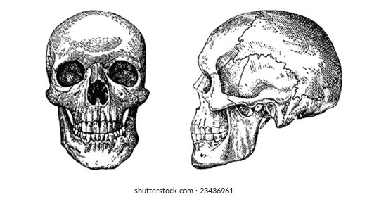 Grunge vector skulls
