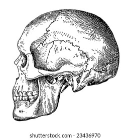 Grunge vector skulls