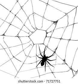 Grunge web spider over white background