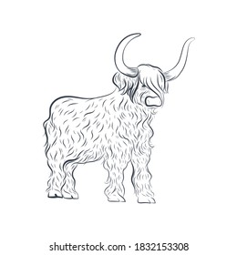 Grunting ox vector illustration. Longhair yak isolated on white background.