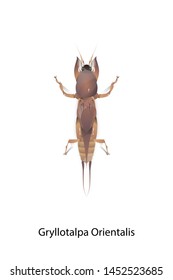 Gryllotalpa Orientalis insect vector on white background.