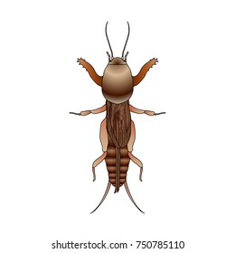 Gryllotalpidae. European mole cricket. gryllotalpa.  hand-drawn Sketch of mole cricket isolated on white background. mole cricket  . Vector illustration