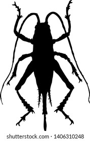 Gryllus field cricket. Insects silhouette