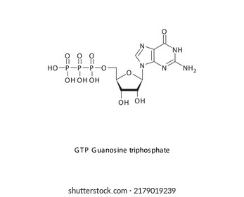 GTP Guanosine triphosphate Nucleoside molecular structure on white background. DNA and RNA building block - nitrogenous base, sugar and phosphate.