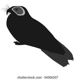 guacharo