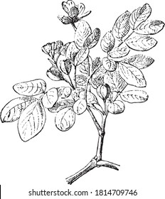 Guaiacum flower, From the Dictionary of Word and Things, 1888.