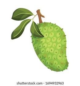 Guanabana or Soursop Hanging on Leafy Tree Branch Vector Illustration