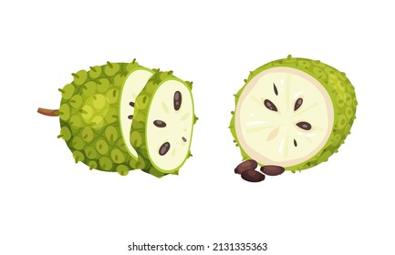 Guanabana tropical fruit set. Exotic sweet annona cherimola or graviola with dark green rind with thorns vector illustration