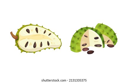 Guanabana tropical fruit set. Exotic sweet soursop with dark green rind with thorns, white pulp and black seeds vector illustration