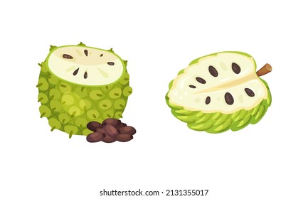 Guanabana tropical fruit set. Exotic sweet soursop with dark green rind with thorns, white pulp and black seeds vector illustration