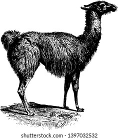 Guanaco color varies very little ranging from a light brown to dark cinnamon and shading to white underneath vintage line drawing or engraving illustration.