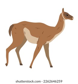 Guanaco Lama guanicoe. Realistic wild vector animal