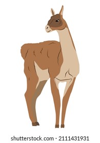 Guanaco Lama guanicoe stands with his head turned. Wild animals of South America. Realistic vector illustration