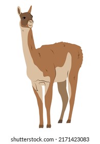 Guanaco Lama guanicoe. Wild animals of South America. realistic vector illustration