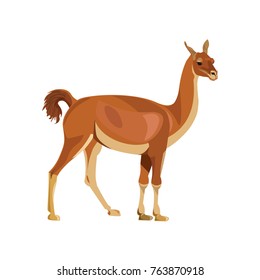 Guanaco standing, side view. Vector illustration isolated on white background.