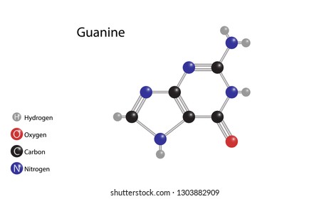 Guanine molecular structure vector design