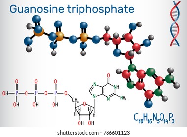 Guanosine triphosphate (GTP) molecule, it is used in synthesis of RNA and as a source of energy for protein synthesis. Structural chemical formula and molecule model. Vector illustration