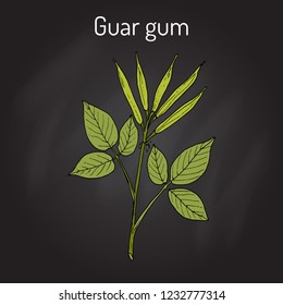 Guar gum (Cyamopsis tetragonoloba), or cluster bean, medicinal plant. Hand drawn botanical vector illustration