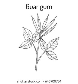 Guar gum (Cyamopsis tetragonoloba), or cluster bean, medicinal plant. Hand drawn botanical vector illustration