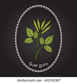 Guar gum (Cyamopsis tetragonoloba), or cluster bean, medicinal plant. Hand drawn botanical vector illustration