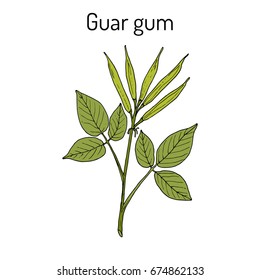 Guar gum (Cyamopsis tetragonoloba), or cluster bean, medicinal plant. Hand drawn botanical vector illustration