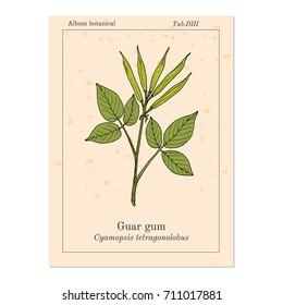 Goma guar (Cyamopsis tetragonoloba), o grano de racimo, planta medicinal. Ilustración de vector botánico dibujada a mano