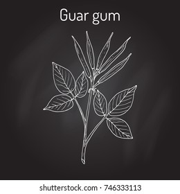 Guar gum (Cyamopsis tetragonoloba), or cluster bean, medicinal plant. Hand drawn botanical vector illustration