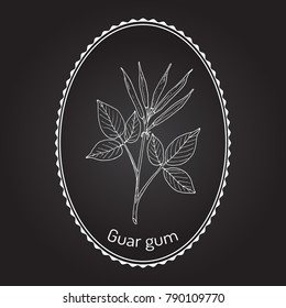 Guar gum (Cyamopsis tetragonoloba), or cluster bean, medicinal plant. Hand drawn botanical vector illustration