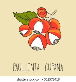 Guarana branch with fruit and leaves. Paullinia cupana. Vector illustration. 