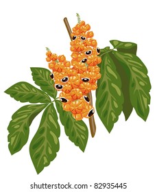 Guarana branch with fruit and leaves. Vector illustration.