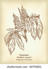 Guarana branch with fruit and leaves. Vintage Vector illustration.