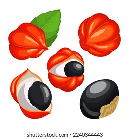 caricatura de guaraná frutal. ingrediente natural, orgánico fresco, energía berry, dieta sana, tropical exótico, vegetariano antioxidante guaraná frutal ilustración de vector de alimento