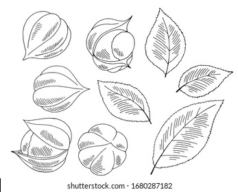 Dibujo gráfico de la fruta de la guaranería blanco aislado vector