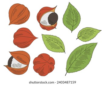 Color gráfico del fruto de la Guarana de color de dibujo aislado vector