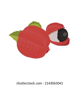 Guarana Fruit Vector flat design graphic 2d HD