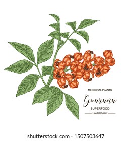 Guarana fruits. Hand drawn branch of guarana. Medical plants collection. Superfood. Vector illustration botanical. 