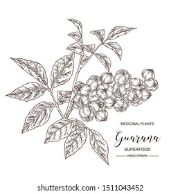 Guarana fruits. Hand drawn branch of guarana. Medical plants collection. Superfood. Vector illustration botanical. Black and white.