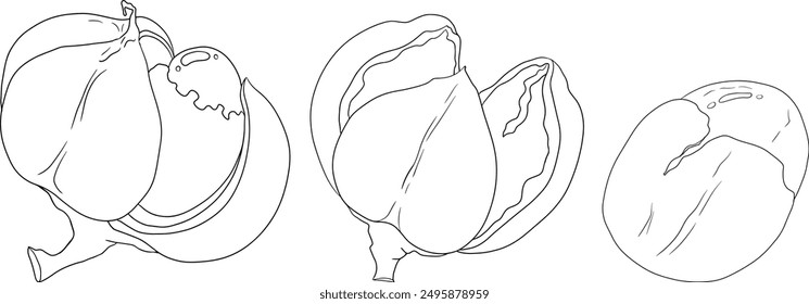 Frutas de guaraná. Ingrediente superalimentario para bebidas energéticas. Vector de ilustración de boceto aislado blanco negro gráfico dibujado a mano orgánico natural