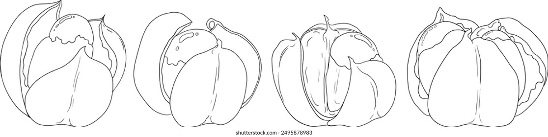 Frutas de guaraná. Ingrediente superalimentario para bebidas energéticas. Vector de ilustración de boceto aislado blanco negro gráfico dibujado a mano orgánico natural