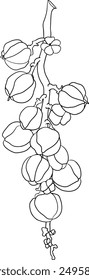 Frutas de guaraná. Ingrediente superalimentario para bebidas energéticas. Vector de ilustración de boceto aislado blanco negro gráfico dibujado a mano orgánico natural