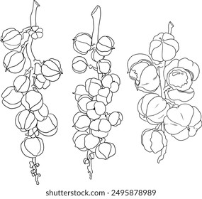 Frutas de guaraná. Ingrediente superalimentario para bebidas energéticas. Vector de ilustración de boceto aislado blanco negro gráfico dibujado a mano orgánico natural