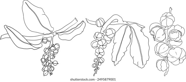 Frutas de guaraná. Ingrediente superalimentario para bebidas energéticas. Vector de ilustración de boceto aislado blanco negro gráfico dibujado a mano orgánico natural