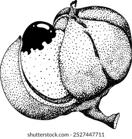 Guarana fruits. Superfood ingredient for energy drink. Natural organic hand drawn engraving isolated vector illustration