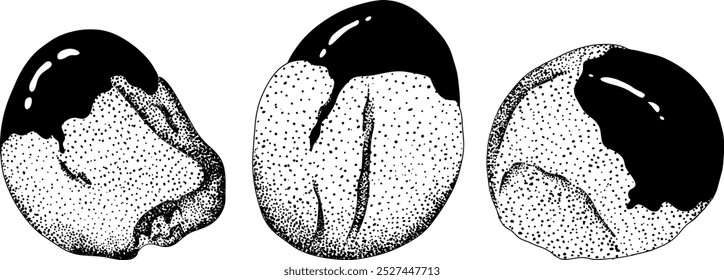 Frutas de guaraná. Ingrediente superalimentario para bebidas energéticas. Natural orgánico dibujado a mano grabado aislado Ilustración vectorial